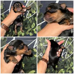 Boone - Black and gold male Morkie puppy in Cleveland, Tennessee from Moody’s Morkies and More