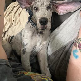 Great Dane Puppies from Dana's Danes