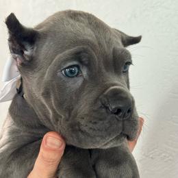 Girl 1 - Gray female Cane Corso puppy in Highland, Illinois from C&I Elite Cane Corso