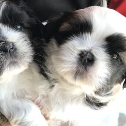 Shih Tzus from Ebony’s Pups