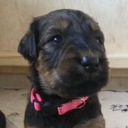 Girl 2 - Tawny Briard puppy in Spring Green, Wisconsin from Redame Briards