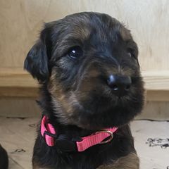 Girl 2 - Tawny Briard puppy in Spring Green, Wisconsin from Redame Briards