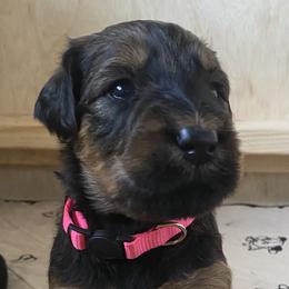 Girl 2 - Tawny Briard puppy in Spring Green, Wisconsin from Redame Briards