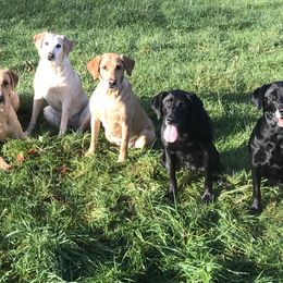 Labrador Retrievers from Citadel's Labradors