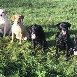 Labrador Retrievers from Citadel's Labradors