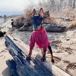 Manchester Terrier All Grown Up from Burmack Manchester Terriers