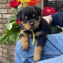 Boy 1 - Black and mahogany male Rottweiler puppy in Burlington, Kentucky from vom Blaurasen Rottweilers