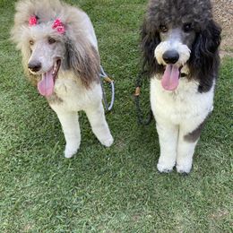 Poodles from Ruby Ranch