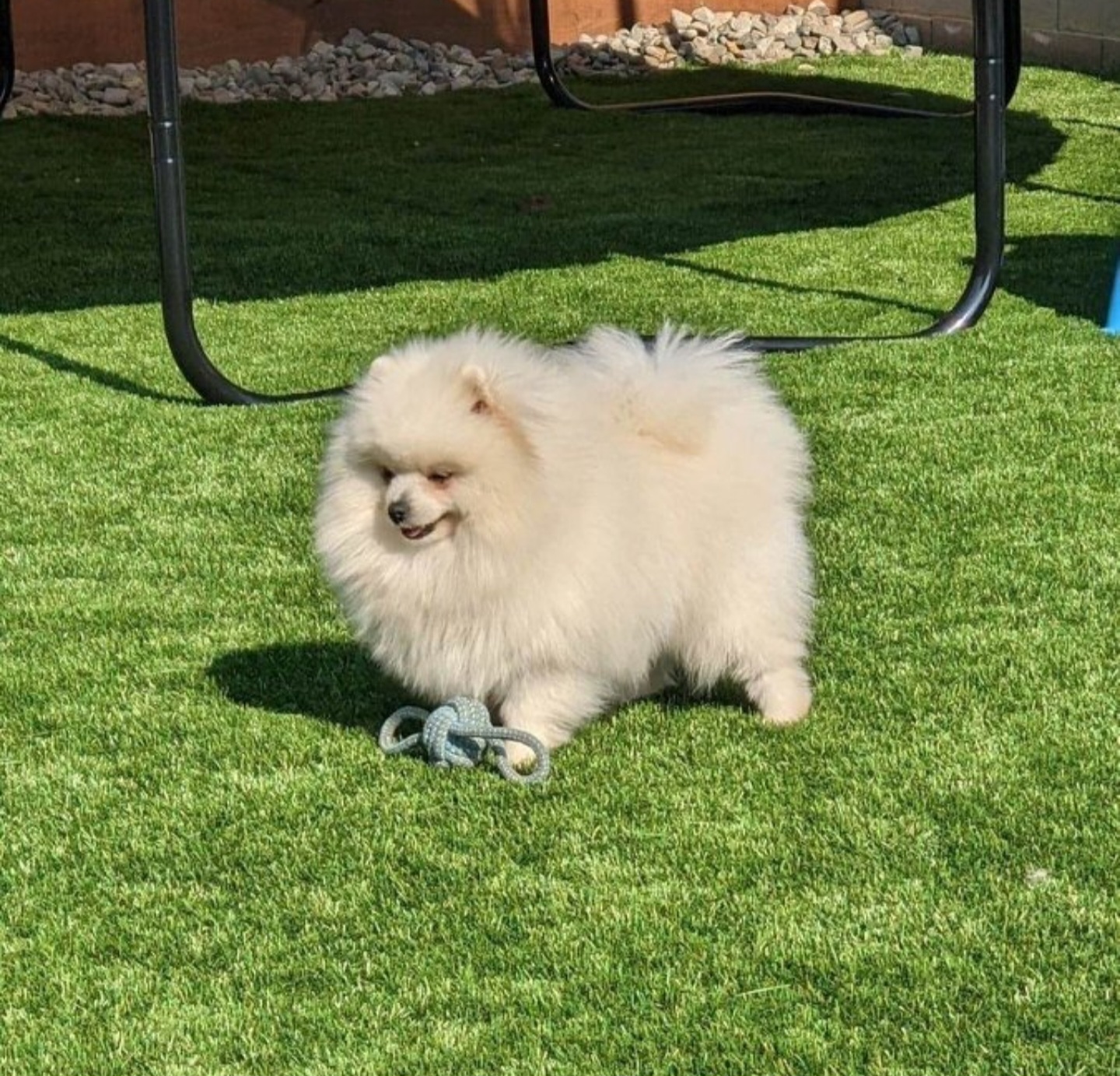 Gizmo - Pomeranian