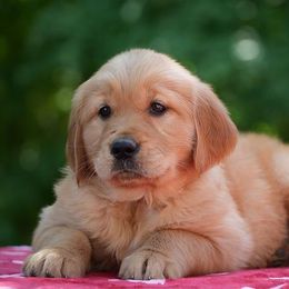 Tinsley - Dark golden female Golden Retriever puppy in Saint Joe, Indiana from Golden Acres Farm