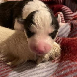 Boy 2 - Black and white male Siberian Husky puppy in Diamond Lake, Washington from Husky Haven WA
