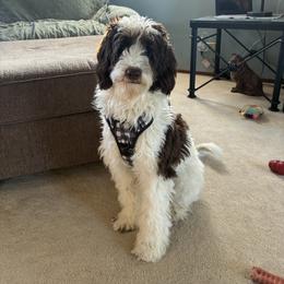 Char - Australian Labradoodle