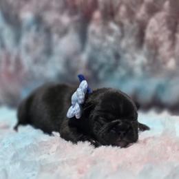 Blue boy - Brindle male French Bulldog puppy in Polk City, Florida from Best Friend Frenchies, LLC
