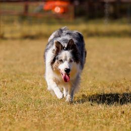 Aries - Border Collie