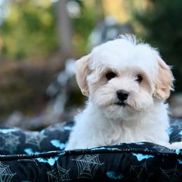 Storm - Fawn male Havanese puppy in Oregon City, Oregon from Sweetwood Havanese