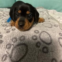 Blue boy - Sable male Dachshund puppy in Live Oak, Florida from The Weenie Herd Mom