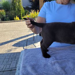 Labrador Retriever Puppies from Magnolia Labradors