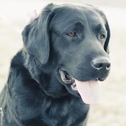Hades - Labrador Retriever