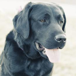 Hades - Labrador Retriever