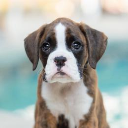 Peeta Mellark (Peeta) - Brindle male Boxer puppy in Georgia from Stephanie’s Boxers