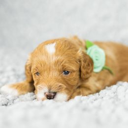 Girl 3 - Goldendoodle puppy in Riverton, Utah from Utah Doodlebug