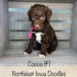 Cocoa - Chocolate female Goldendoodle puppy in Cedar Falls, Iowa from Northeast Iowa Doodles