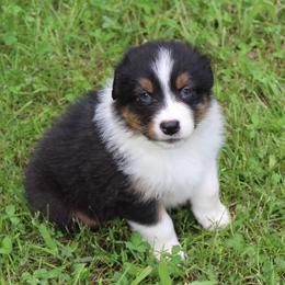 Palmer - Black tri-color male Australian Shepherd puppy in Kansas, Oklahoma from Windy G Farm