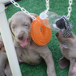 Weimaraner Puppies from Silvr Galaxy Weimaraners