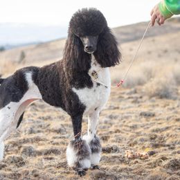 Poodle All Grown Up from Mistel Standard Poodles