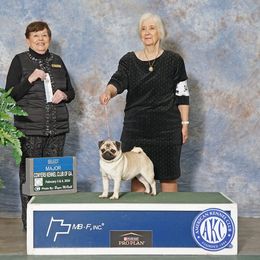 Sterling - Pug
