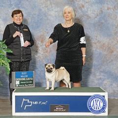 Sterling - Pug