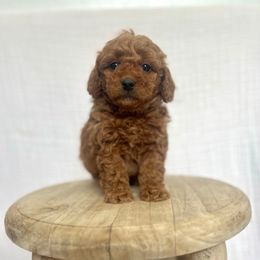 Bruce - Red  male Goldendoodle puppy in Nephi, Utah from Doodles and Cavaliers