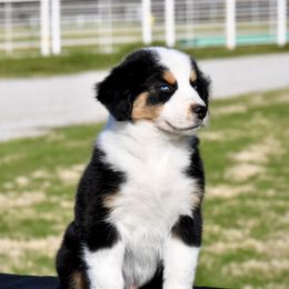 Australian Shepherd Puppies from Black Cow Kennels