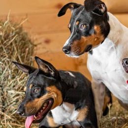 Rat Terriers from J & M deckers