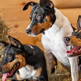 Rat Terriers from J & M deckers