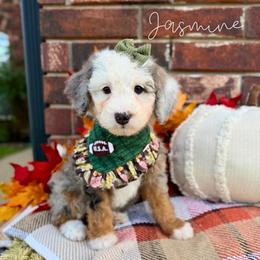 Jasmine - Blue merle female Bernedoodle puppy in Owasso, Oklahoma from Kallams Bernedoodles & Bernese Mountain Dogs