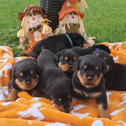 Boy 2 - Black and mahogany male Rottweiler puppy in De Witt, Iowa from Irish Eyes Kennels