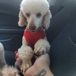 Faith - Poodle