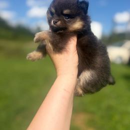 Suki - Black and tan female Pomeranian puppy in Maynardville, Tennessee from Knox Posh Poms