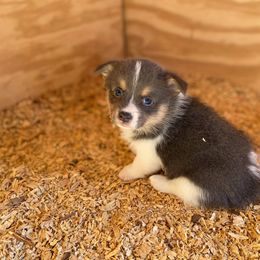 American Corgi and Pembroke Welsh Corgi Puppies from Caddeaux Corgis