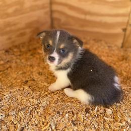 American Corgi and Pembroke Welsh Corgi Puppies from Caddeaux Corgis