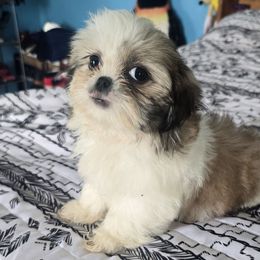 Lolly - Red and white female Shih Tzu puppy in Stroudsburg, Pennsylvania from Puppyville Pa Shih Tzu & frenchies