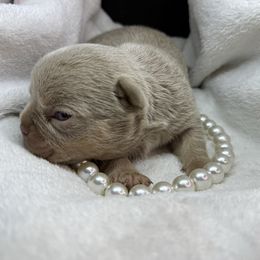 Girl 1 - Tricolors female French Bulldog puppy in Minco, Oklahoma from Findley’s Furbabies