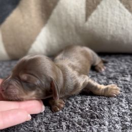 Willie - Chocolate and tan male Dachshund puppy in California from Ranch Hand Weenies
