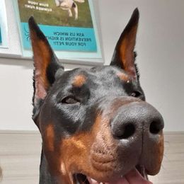 Mesa - Doberman Pinscher