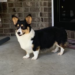Winnie - Pembroke Welsh Corgi