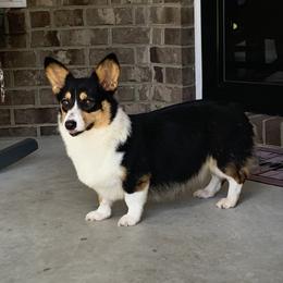 Winnie - Pembroke Welsh Corgi