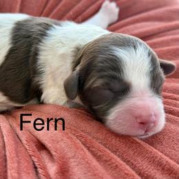 Girl 1 - female Bernedoodle puppy in Russellville, Arkansas from Crossgate Doodles