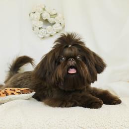 Willie - Shih Tzu