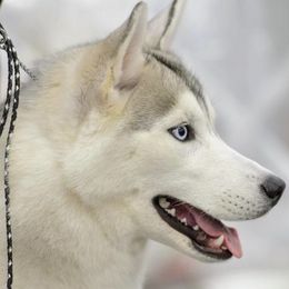 Siberian Huskies from Aasil Siberians